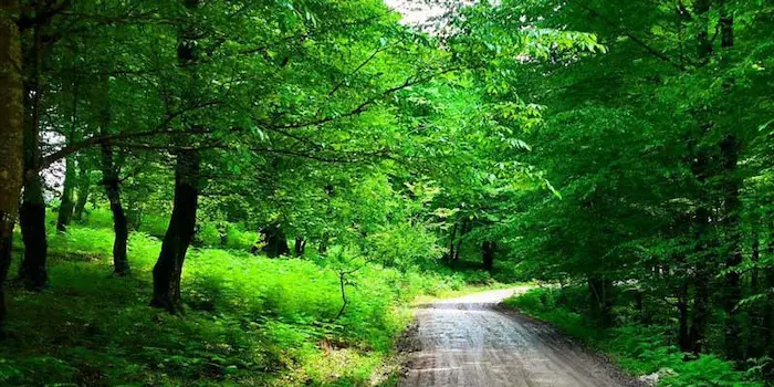 درختان سرسبز و تنومند پارک جنگلی خشکه داران 56412612631