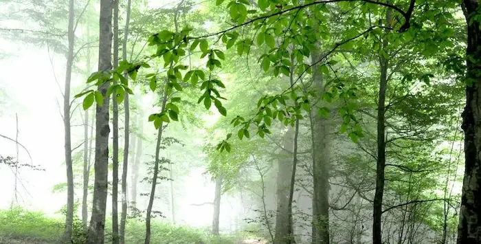 درختان بلند قامت طبیعت مه آلود جنگل هزار جریب 45687498