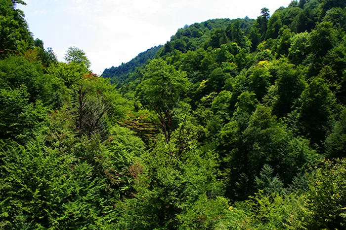 جنگل های سرسبز هزار جریب، یکی از جاهای دیدنی مازندران 486976
