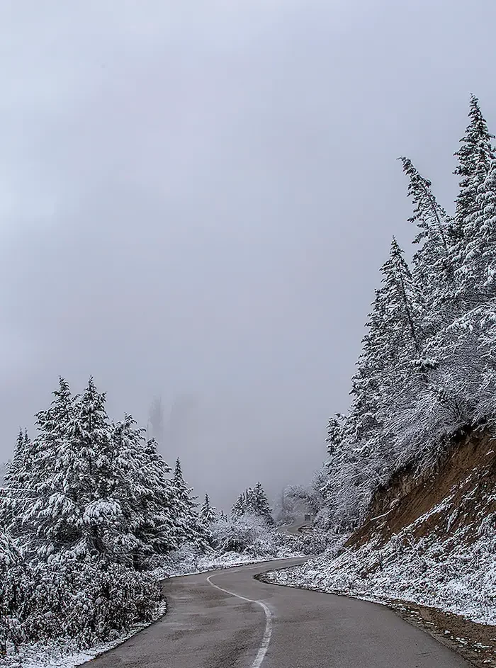 جنگل های برفی در فص زمستان هزار جریب 4897634