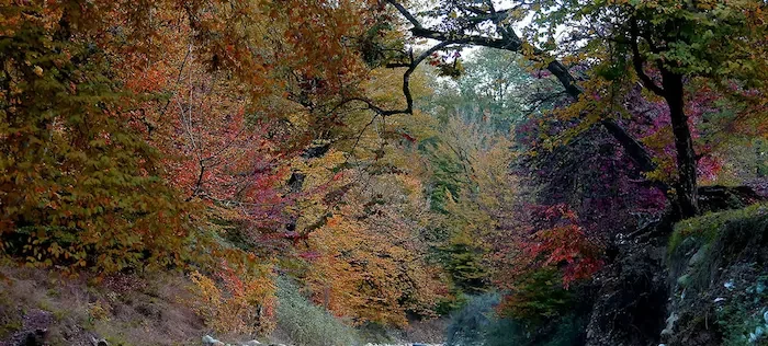 جنگل هزار جریب در فصل پاییز به رنگ نارنجی و قرمز 4586787