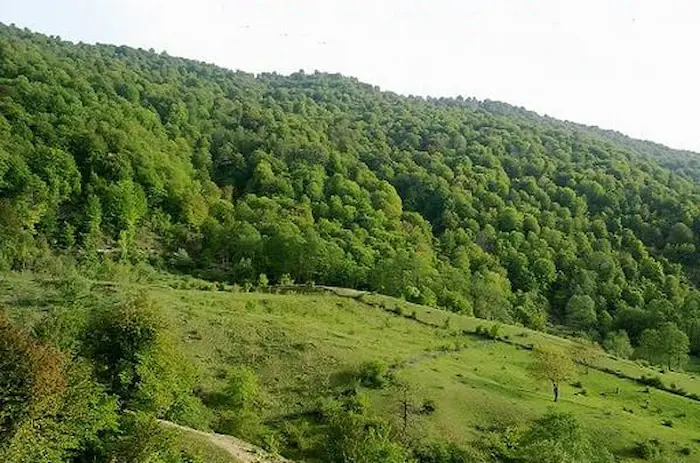 جنگل های سرسبز هزار جریب در مازندران 489786