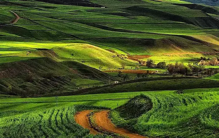 مزارع و زمین های کشاورزی سرسبز در مازندران 685784