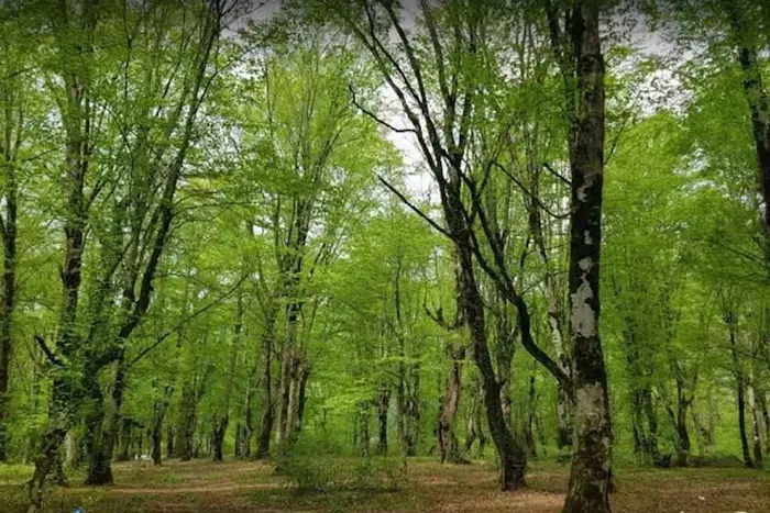 درختان سرسبز و بلند قامت بهاری در پارک جنگلی باغو گلوگاه 4456