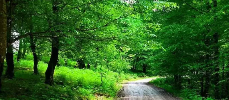 درختان سرسبز و تنومند پارک جنگلی خشکه داران 56412612631